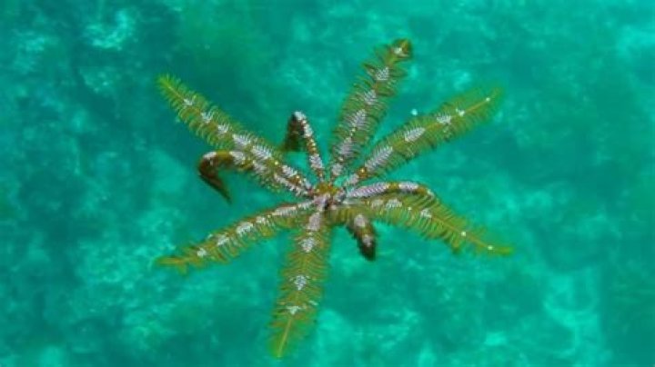 Feather star swimming off the coast of Japan