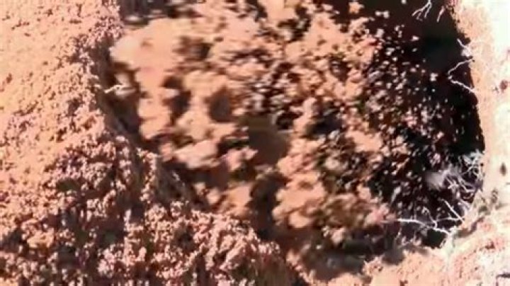 Four minutes of an armadillo digging a hole