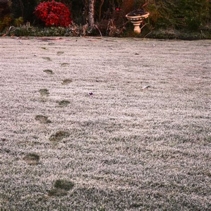 Here's Why You Should Never Walk on a Frosty Lawn in The Morning