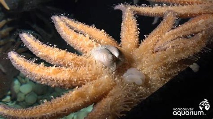 How do sea stars walk and bounce?