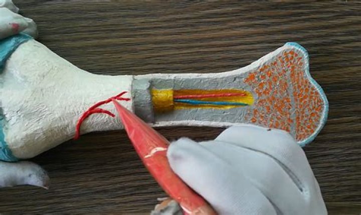 How to make a bone model - BioMedical Art