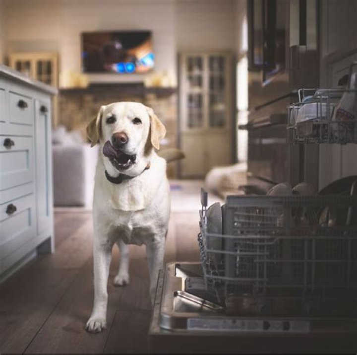 Pet Owners Warned Dog Poisoned By Cleaning Product Zoflora