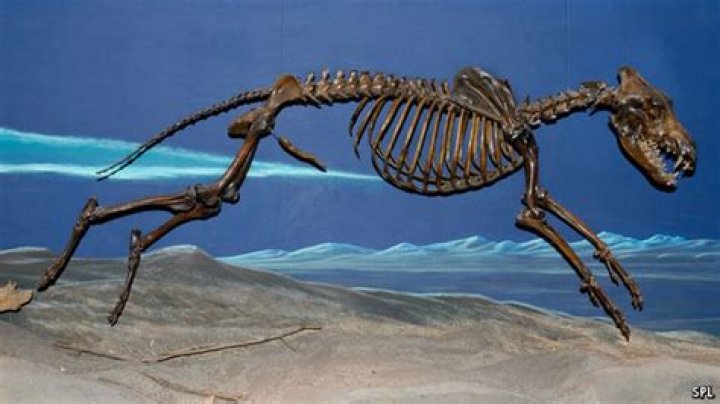 Why do some mammals have a bone in their penises?