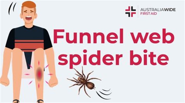 Why funnel-web spiders are so dangerous to people
